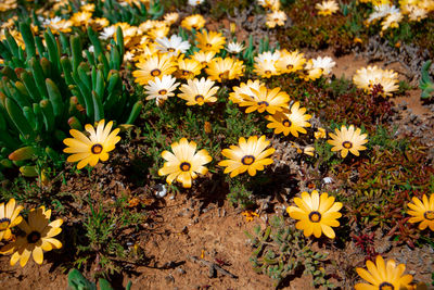 High angle view of flowering plants on field