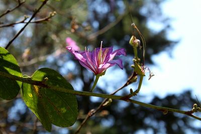 Close-up of pink flowers