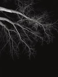 Bare trees in the dark