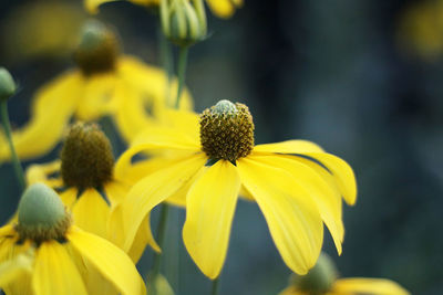 Close-up of yellow daisy flowers