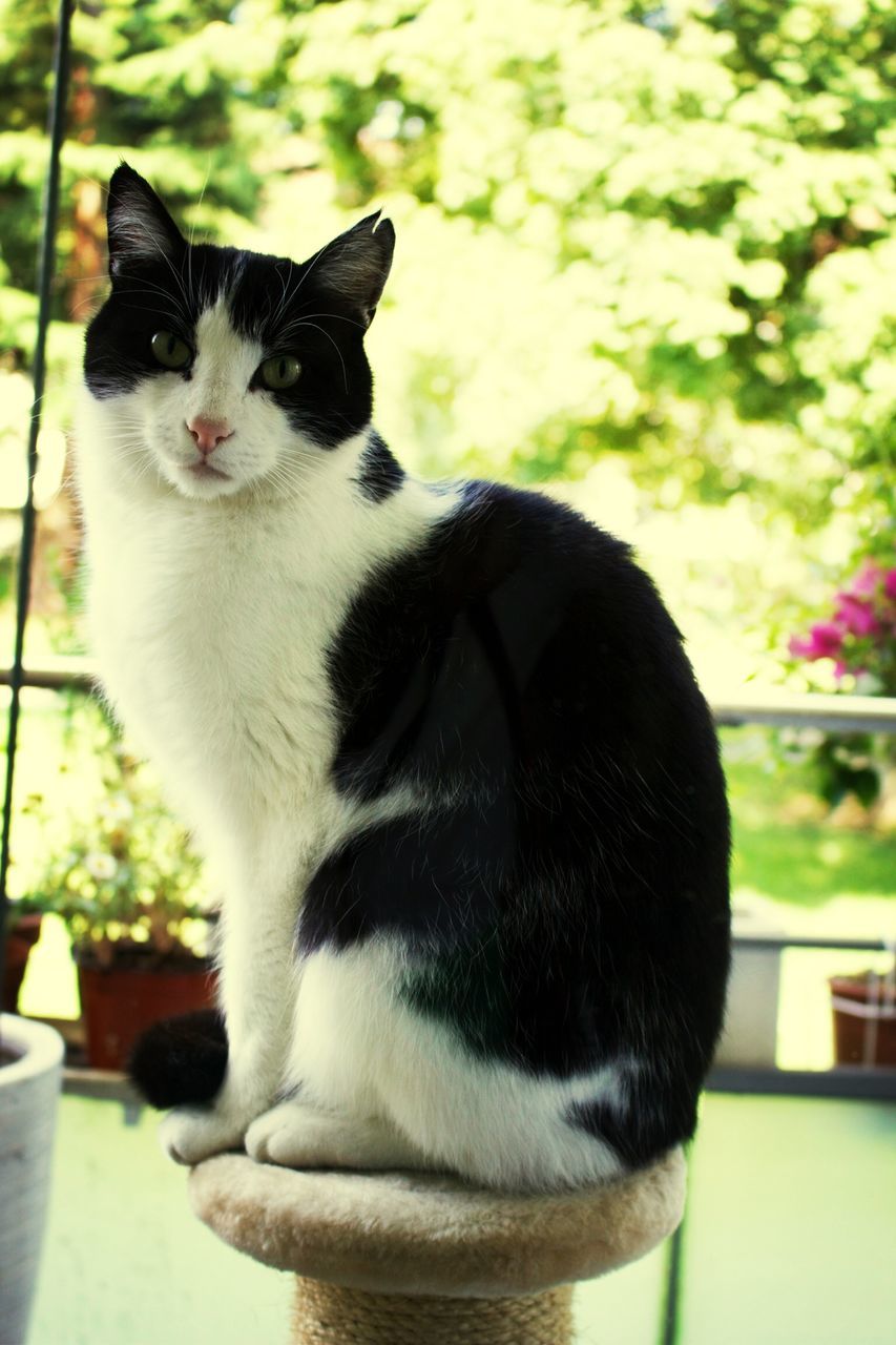 animal themes, domestic cat, one animal, pets, domestic animals, cat, mammal, feline, focus on foreground, whisker, sitting, close-up, relaxation, looking away, black color, portrait, potted plant, day, indoors