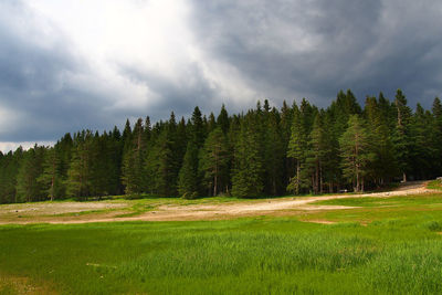 Trees on grass against sky