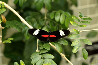 Butterfly on flower