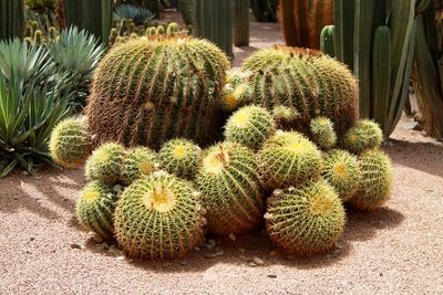 Close-up of prickly pear cactus