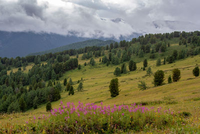 Scenic view of flowering plants and trees against sky