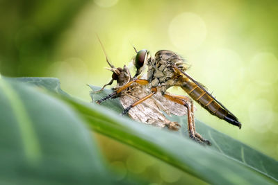 Exotic insect predator called robber fly or asilidae, in colorful background.