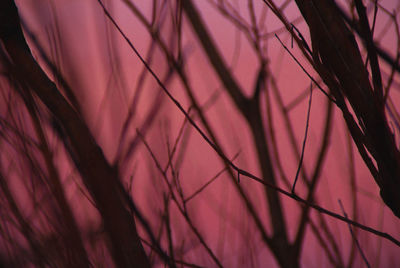 Full frame shot of pink leaf