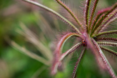 Close-up of plant