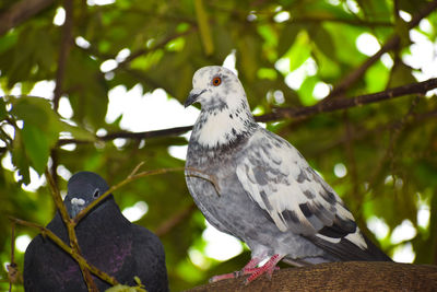 Low angle view of birds perching on tree