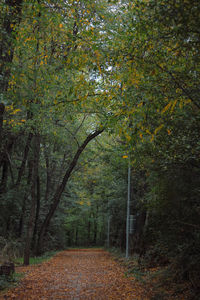 Footpath amidst trees in forest during autumn