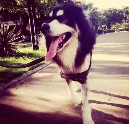 domestic animals, one animal, animal themes, pets, mammal, dog, close-up, transportation, sticking out tongue, animal head, pet collar, front view, tree, portrait, outdoors, zoology, sunlight, road, standing, car