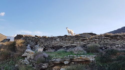 View of a goat family on rock
