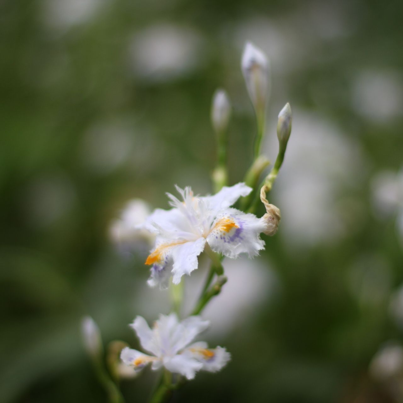 flower, white color, petal, freshness, fragility, flower head, growth, focus on foreground, beauty in nature, close-up, blooming, nature, white, plant, selective focus, in bloom, pollen, blossom, stem, stamen