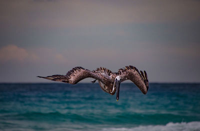 Bird flying over sea against sky