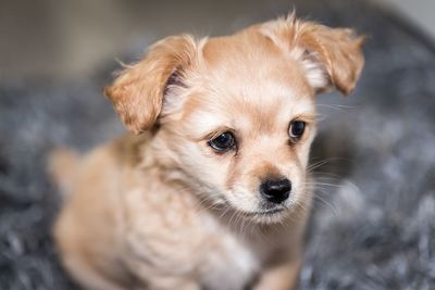 Portrait of cute puppy