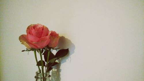 Close-up of rose against white background