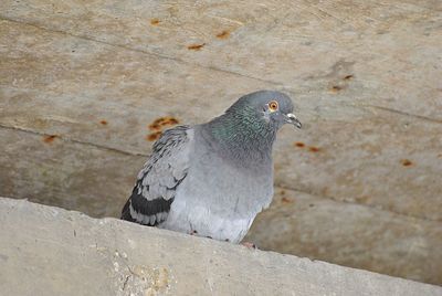 Close-up of pigeon perching on wall