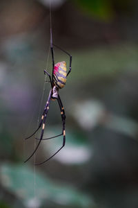 Close-up of spider on web