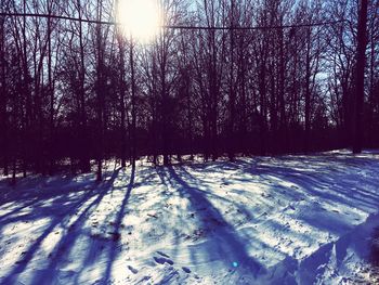 Snow covered trees in forest