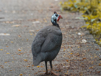 Rear view of bird on street