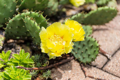 High angle view of yellow cactus flower