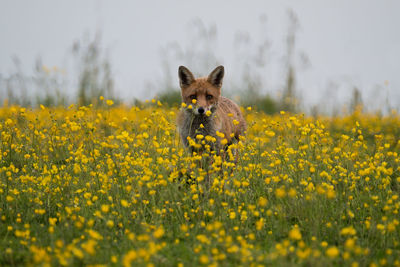 Portrait of a fox at flower field