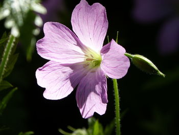 Close-up of purple flowering plant