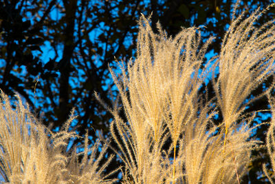 Low angle view of trees against blue sky during winter