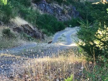 Scenic view of river in forest