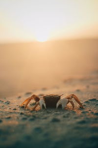 Crabs are playing on the beach