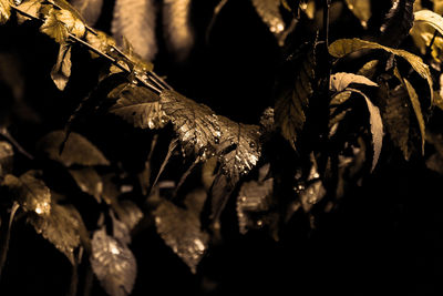 Close-up of plant against blurred background