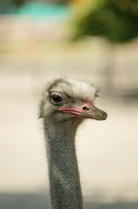 Close-up of ostrich