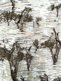 Full frame shot of tree trunk