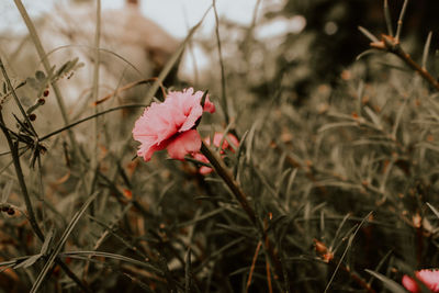 Close-up of pink flowering plants on field