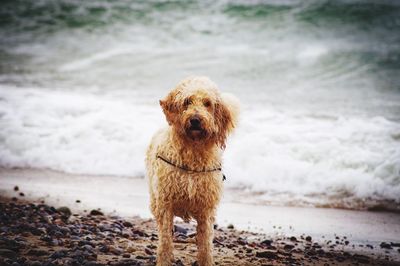 Portrait of dog standing on beach