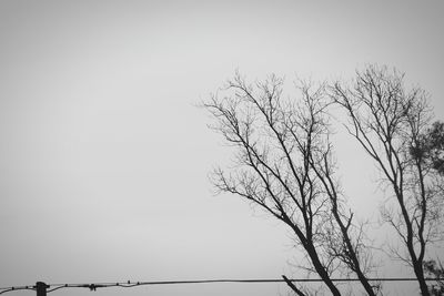 Bare tree against clear sky