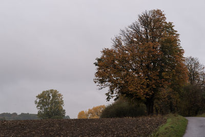 Trees against clear sky during autumn