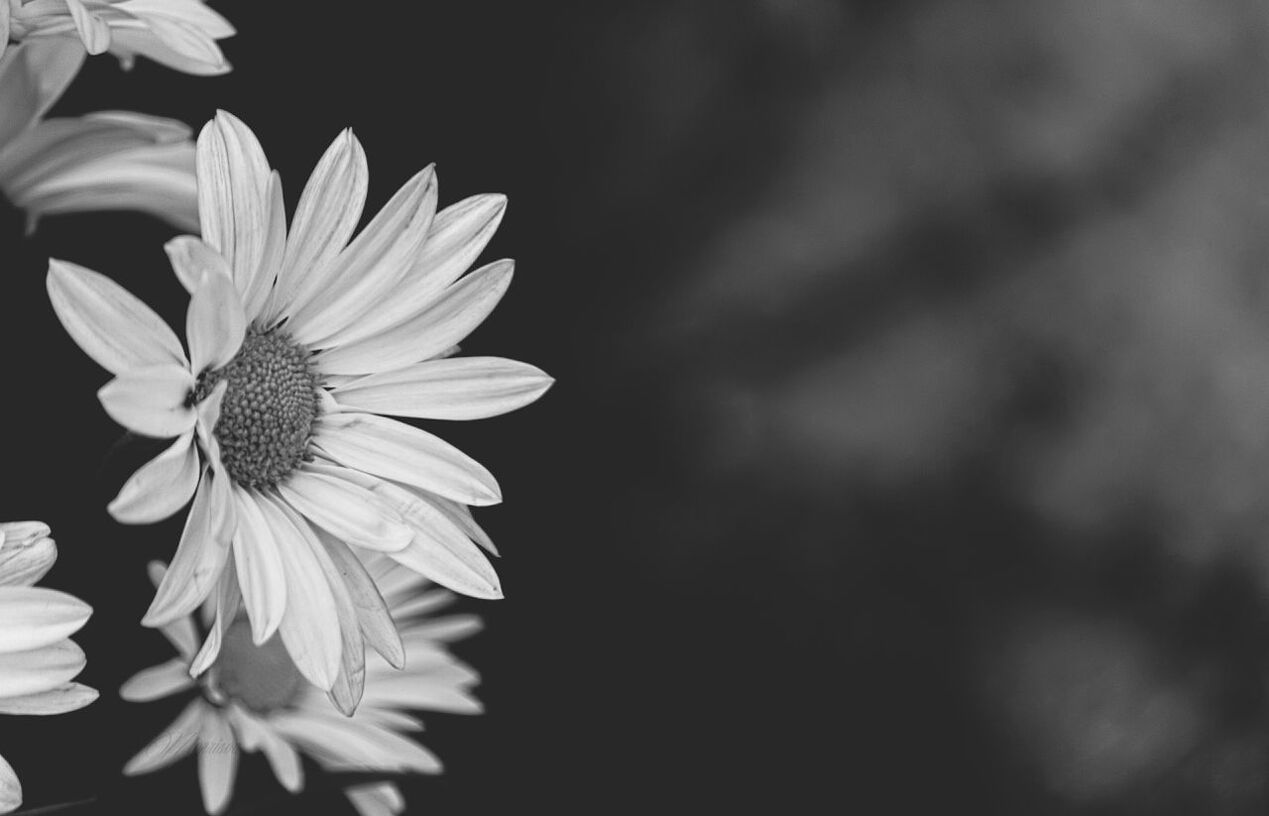 flower, petal, freshness, flower head, fragility, beauty in nature, growth, close-up, blooming, focus on foreground, nature, single flower, plant, pollen, in bloom, stamen, stem, white color, selective focus, blossom