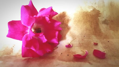 Close-up of pink flowers