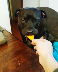 Portrait of dog at home