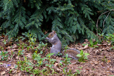 View of squirrel on field