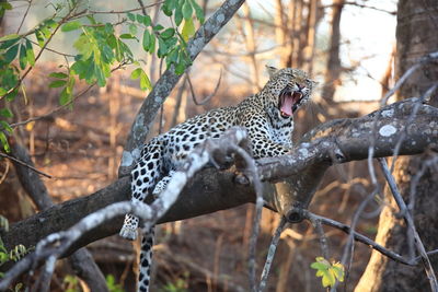 Leopard resting on branch in forest