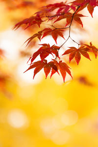 Close-up of red maple leaf