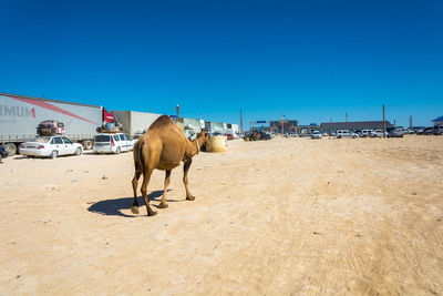 Horse standing on sand