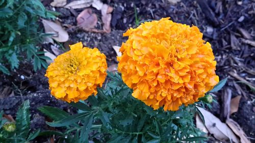 Close-up of yellow flowers