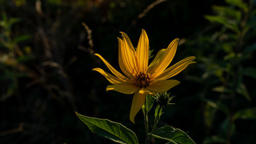 Close-up of yellow flowering plant