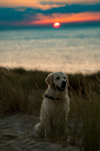 Dog sitting at beach during sunset
