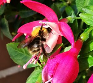 Close-up of honey bee on pink flower