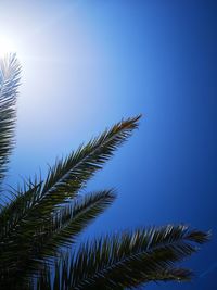 Low angle view of coconut palm tree against sky