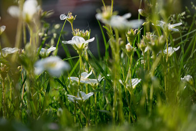 White flowers blooming outdoors